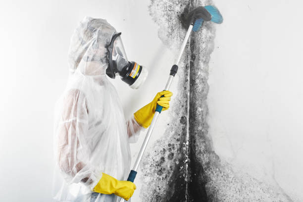 Best Attic Mold Removal  in Forest Lake, MN