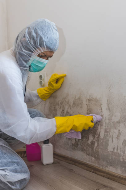 Mold Removal for HVAC Installations in Forest Lake, MN