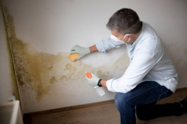 Best HVAC Mold Inspection and Cleaning  in Forest Lake, MN